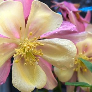 Meet your Posher, Junko